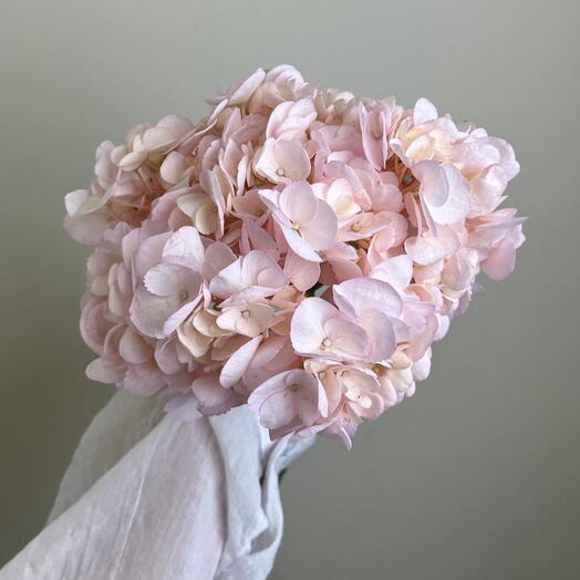 Гортензия Pink