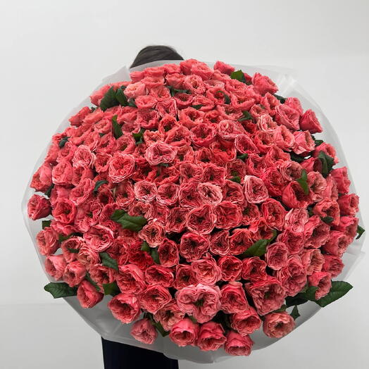 Роза пиано видные🌹