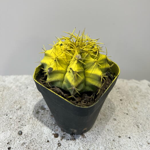 Кактус  с желтой краской🌵