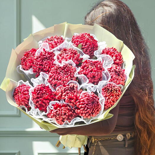 Bordo Xırzantema (Blooming Horizon)