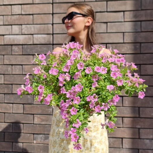 Петуния "Littletunia Pink"