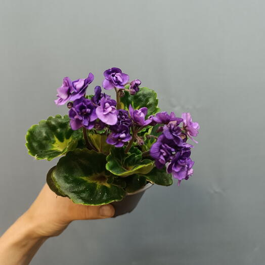 Indoor plant violet violet