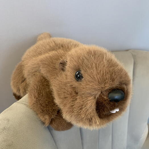 Бобёр 🦫
