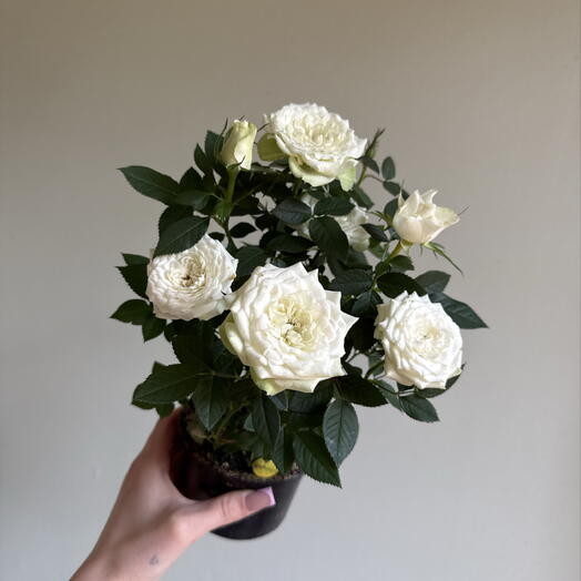 Роза Кордана🌿
