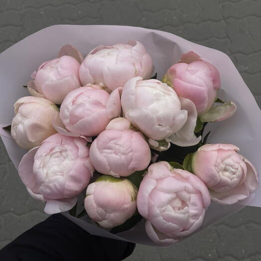 Пионы Gardenia 11