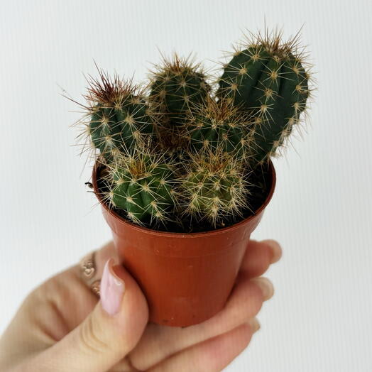 Кактус микс 🌵
