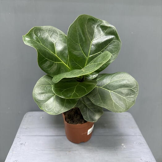 Фикус лирата (Ficus lyrata)