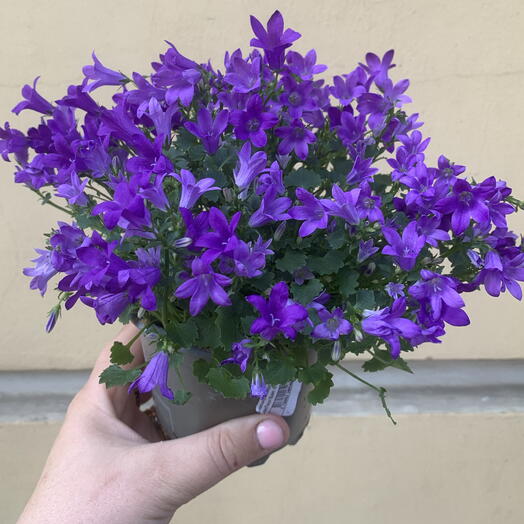 Кампанула синяя