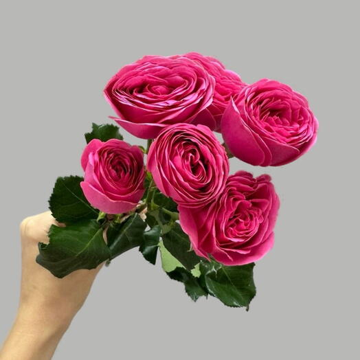 Роза кустовая пионовидная Гизель💕