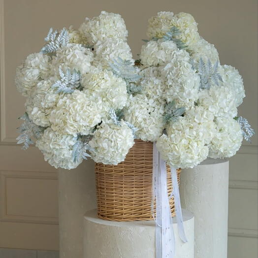 Hydrangea White 🤍