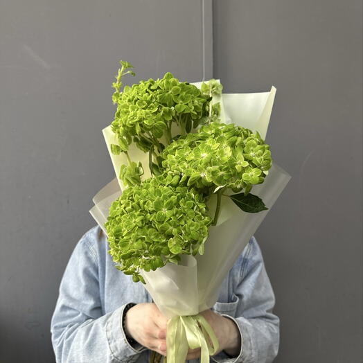 Зелёный букет с Молюцеллой и Гортензией 🍀