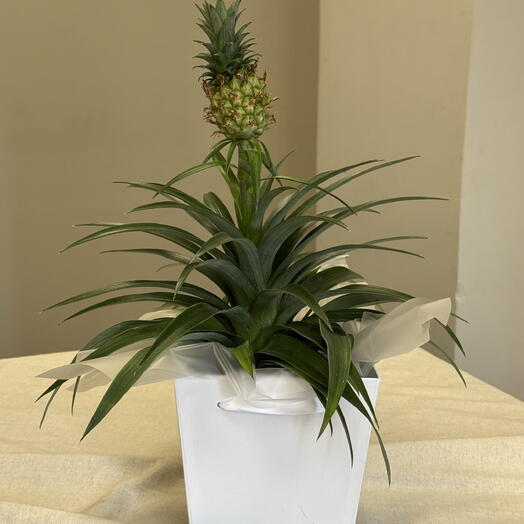 Ананас комнатное растение 🍍