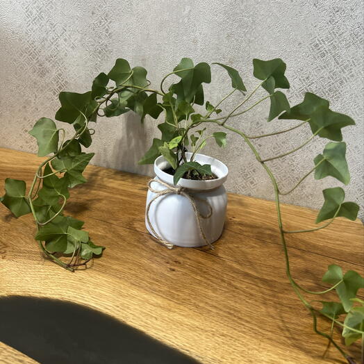 Hedera (лат. Hedera) в подарочном оформлении 🌱 Больше известная как плющ