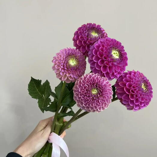 Георгины 5шт малиновые