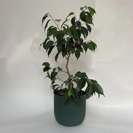 Фикус Бенджамина /Ficus benjamina