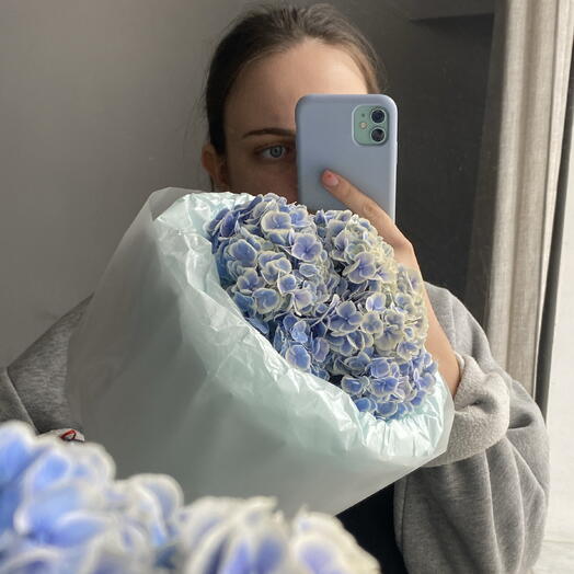 Гортензия голубая
