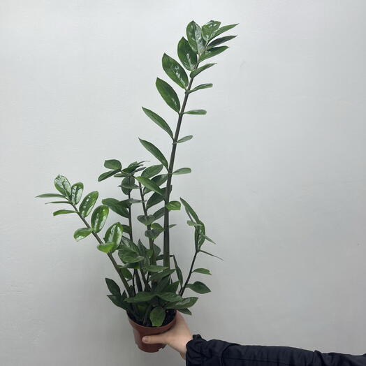 Замиокулькас 58 см