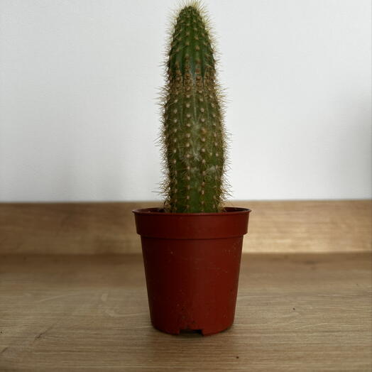 Espostoa – Soft   Sculptural Desert Cactus