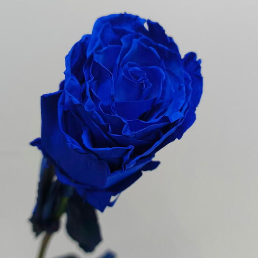 Роза синяя "Tinted blue"