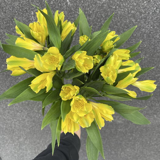 Альстромерия желтая 💛 (5шт)