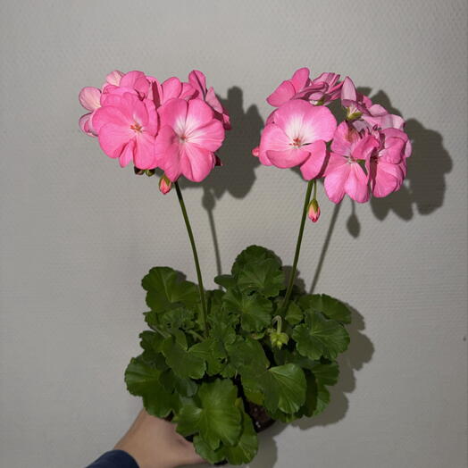 Пеларгония зональная розовая 🌸💗