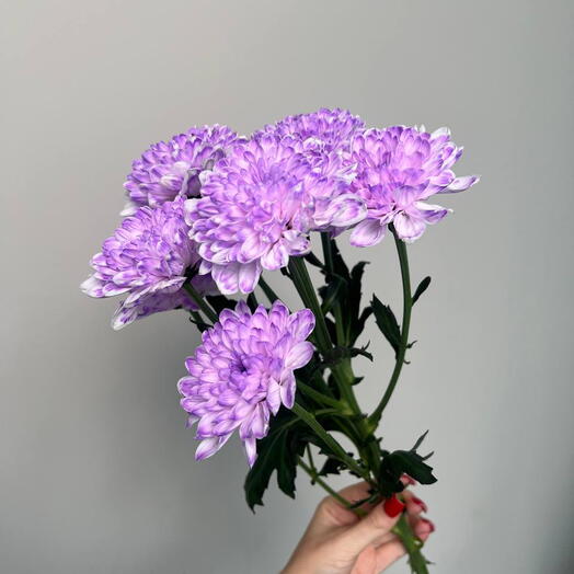 Цветы поштучно хризантема космическая сиреневая 💜