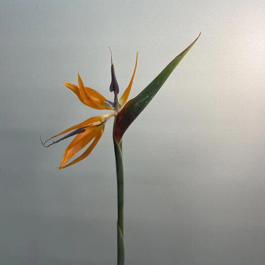 Стрелиция / Strelitzia