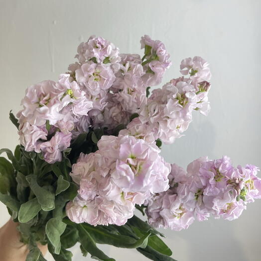 Метиолла 7