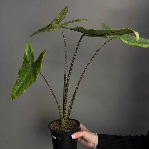 Алоказия Зебра 🦓 (Alocasia zebrina)