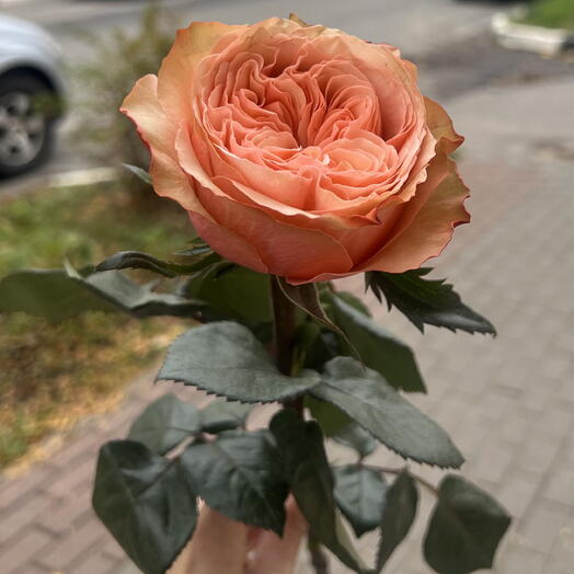 Роза пионовидная Кахала