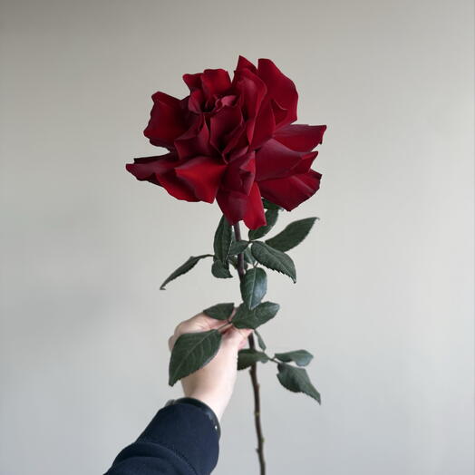 One flowers Сормовское шоссе