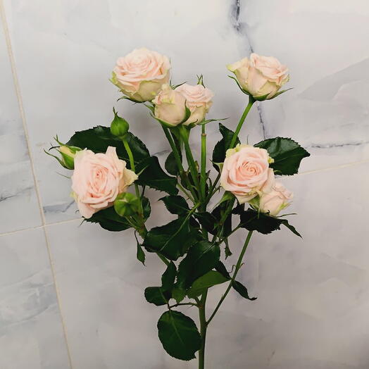 Cream Spray Rose