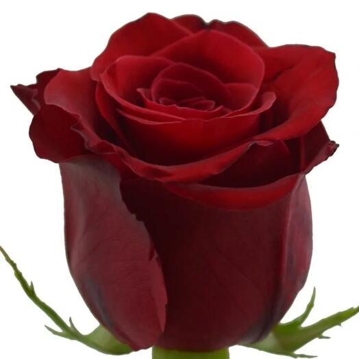 Rosa Explorer importado 90cm