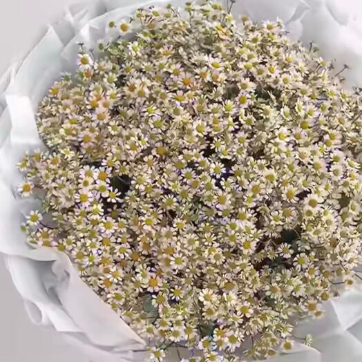 Bouquet of daisies 101
