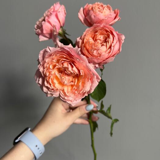 Rose bush Juliet