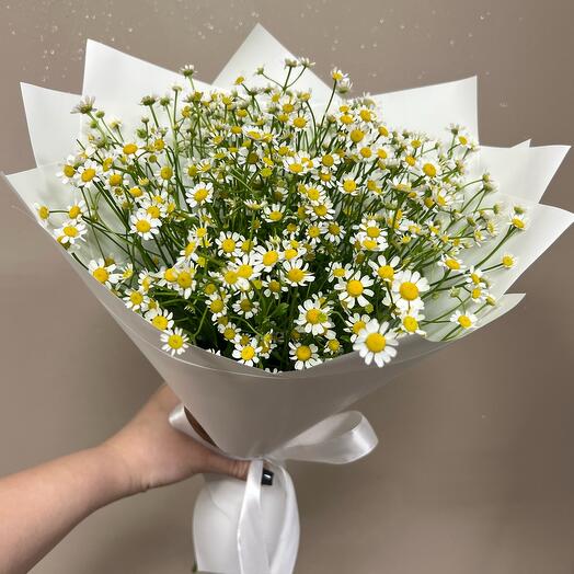 Daisies🌼
