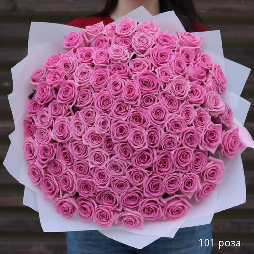101 rosa rosa"Aqua"