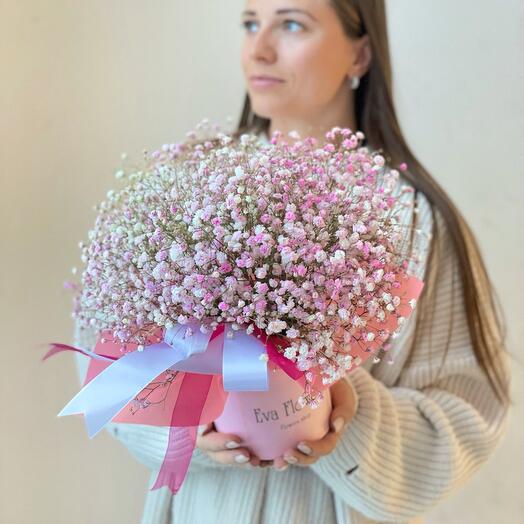 Gypsophila baby, girlish happiness