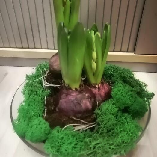 3 луковицы гиацинта в стекле KM743