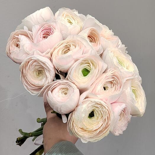 Ранункулюсы ханой 19