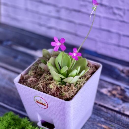 Жирянка Весера (от лат. Pinguicula weser) D12см