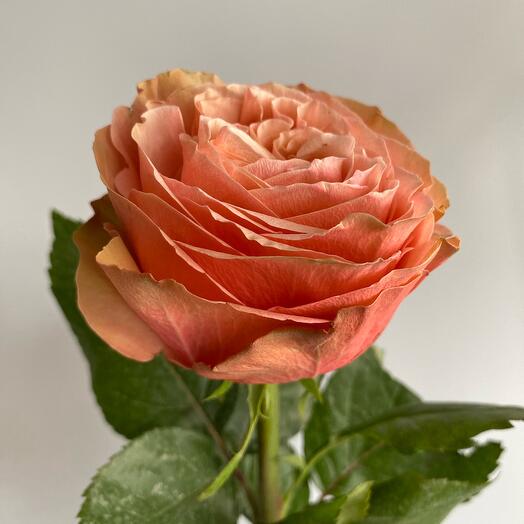 Rosa ecuatoriana peonía 60 cm