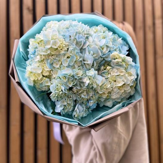 Гортензия голубая