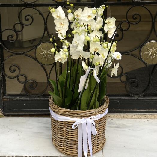 Orchids in a basket
