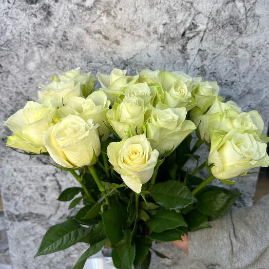 Rosa blanca 15