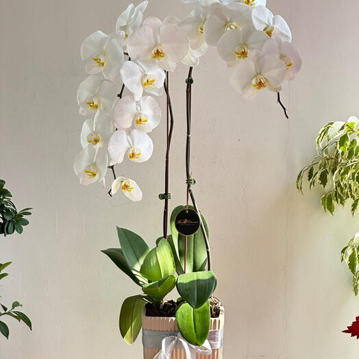 2 Stems White Phalaenopsis Orchid Plant