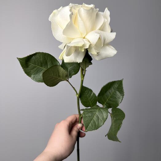 Роза французская белая