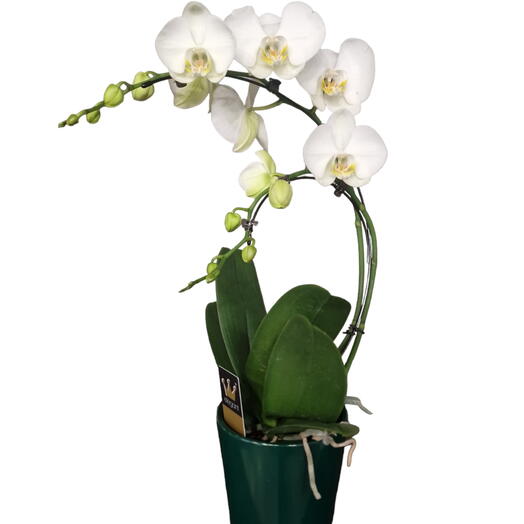 Orchidee blanche