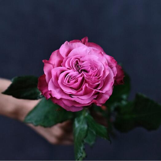 Peony Rose Ecuador Country Blue