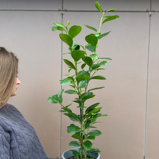 Фикус Moclame в горшке бетон